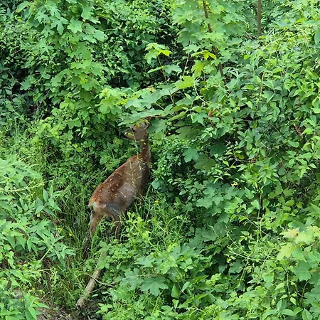 Lejlighed Rhein-wald Exklusives Mit Rheinblick