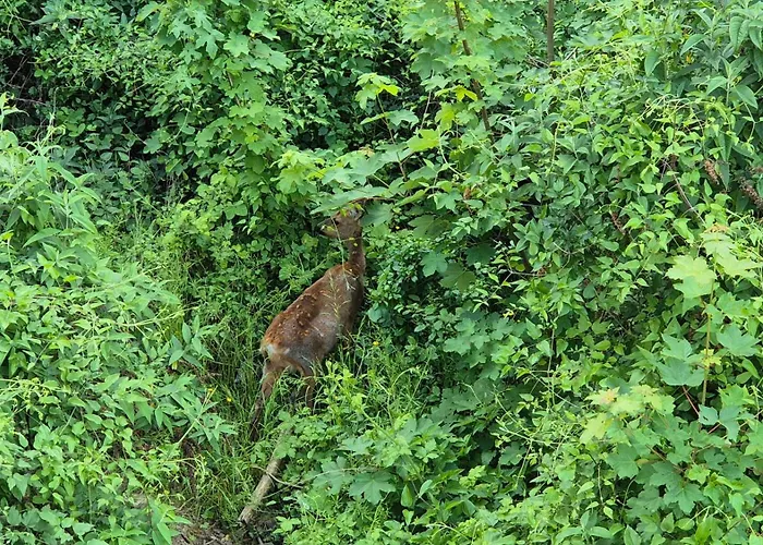 Apartment Rhein-wald Exklusives Mit Rheinblick